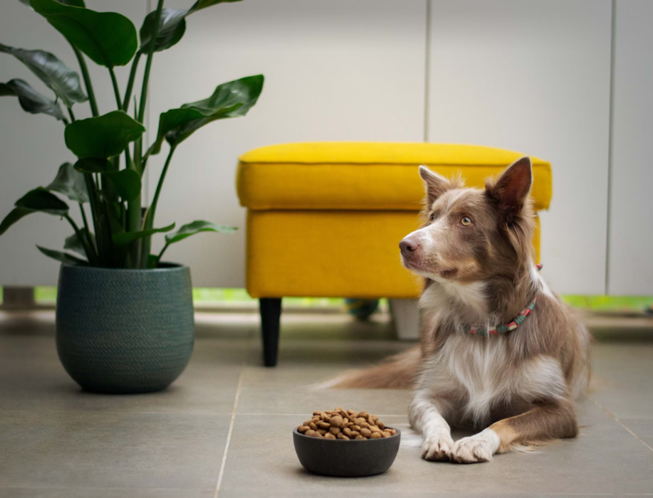 Pet food logistics